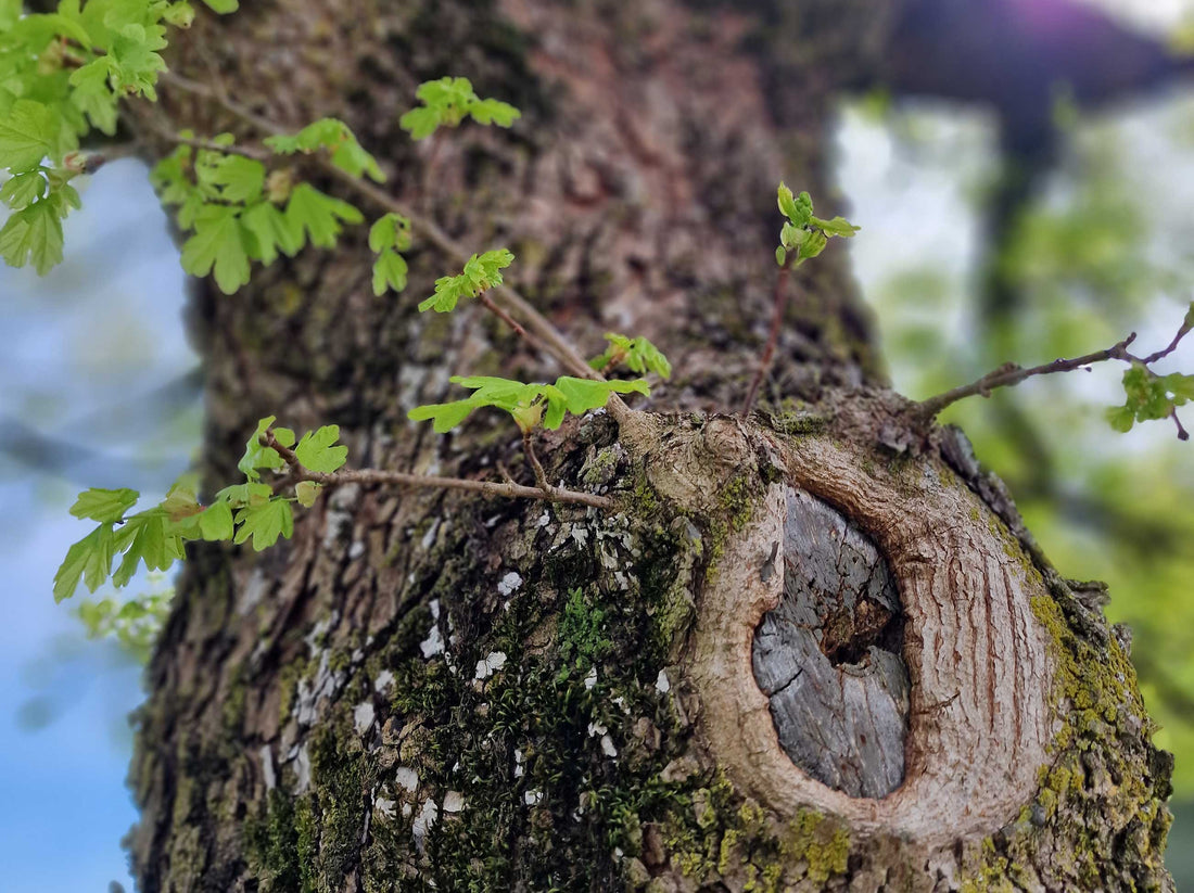 Element Holz in der TCM