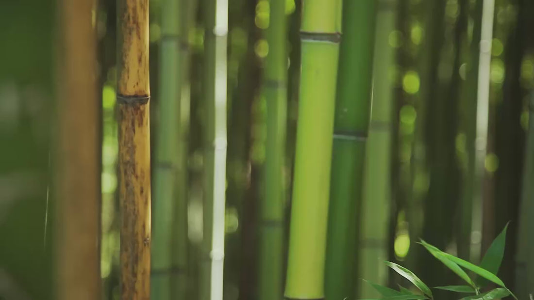 Video laden: 
